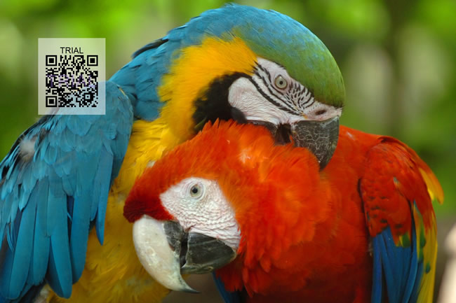 Macaws-QR-Code-BarcodeSmall.jpg