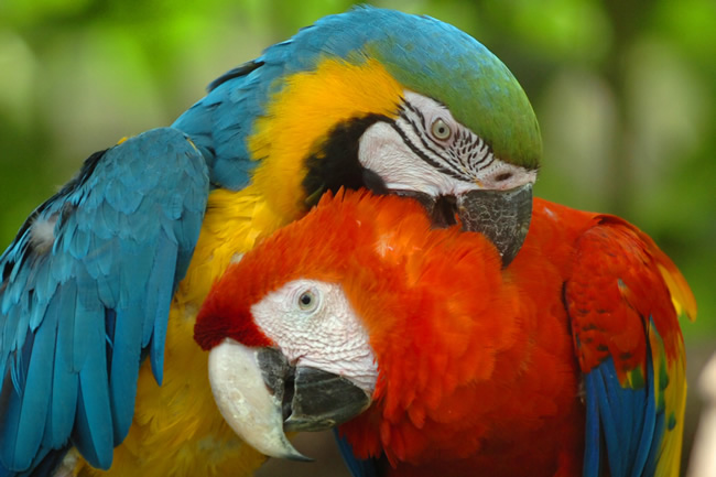 MacawsSmall.jpg